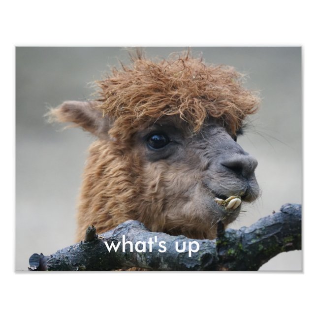 Alpaca Fototryck (Framsidan)