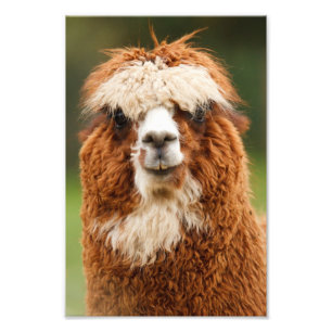 Alpaca Fototryck