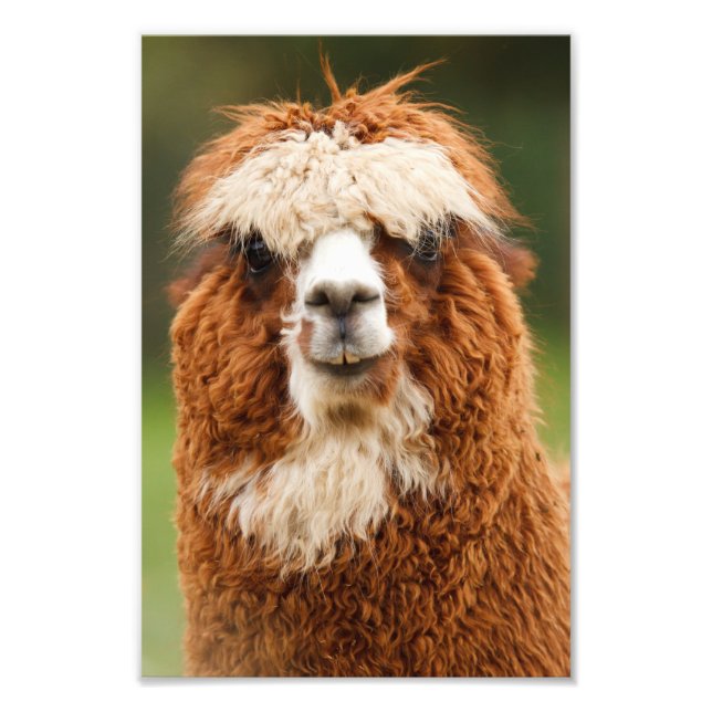 Alpaca Fototryck (Framsidan)