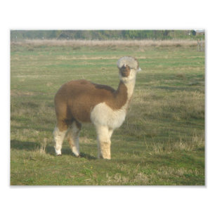 Alpaca Fototryck