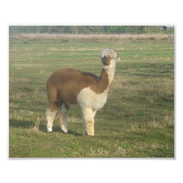 Alpaca Fototryck (Framsidan)