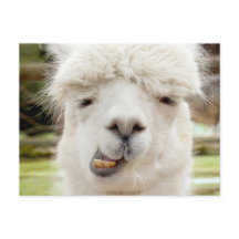 Alpaca Funny Ansikte