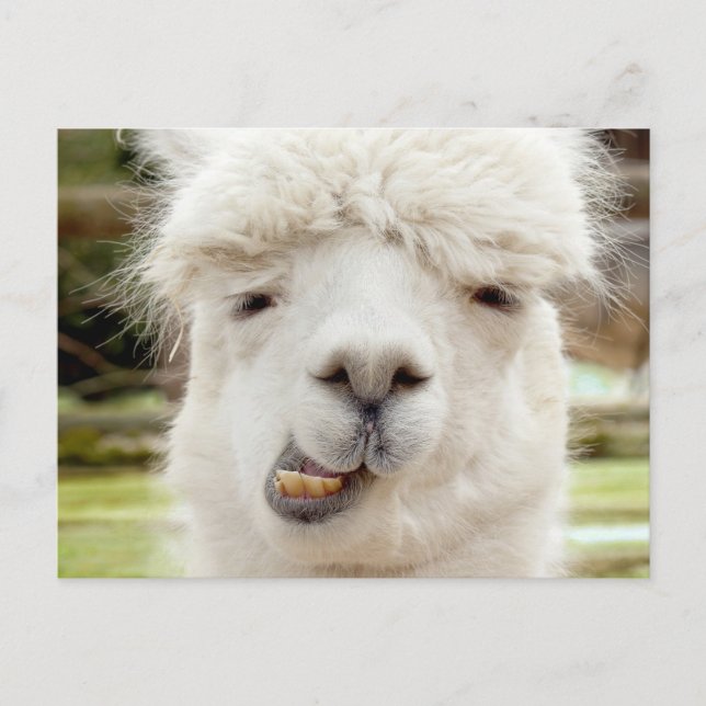 Alpaca Funny Ansikte Vykort (Framsida)