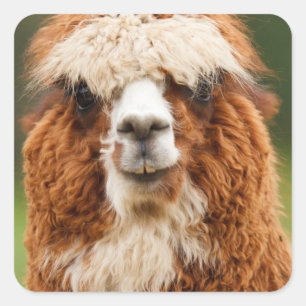 Alpaca Fyrkantigt Klistermärke