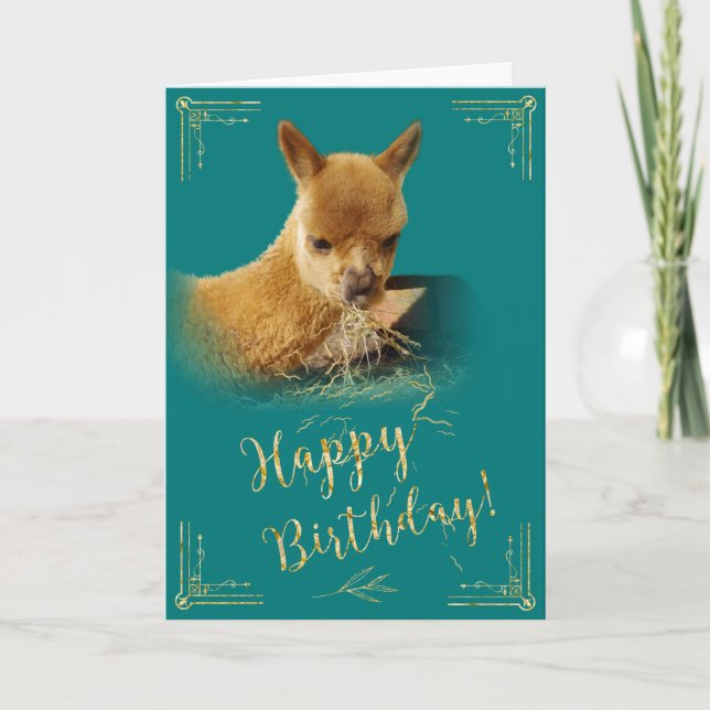 Alpaca Guld Hay Teal Birthday-kort Kort (Framsida)