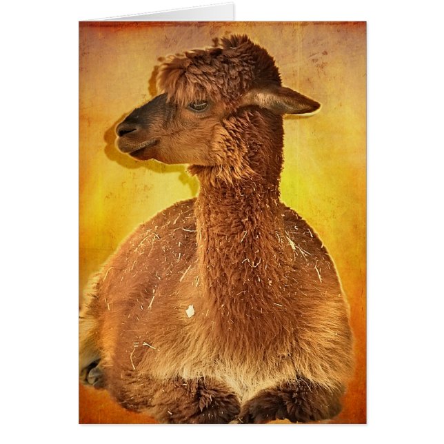 Alpaca Hälsningskort (Framsidan)