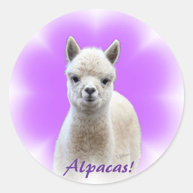 Alpaca Hope Stickers Runt Klistermärke (Framsida)