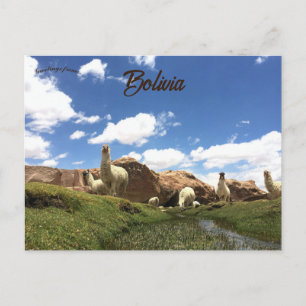 Alpaca i Bolivia Vykort
