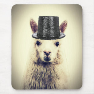 Alpaca i en tofat musmatta