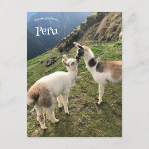 Alpaca i Peru Vykort