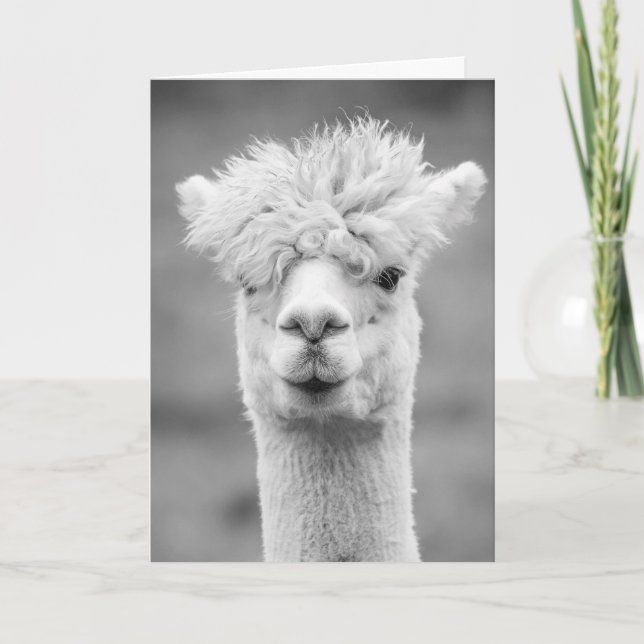Alpaca in Black and White, födelsedag Kort (Framsida)