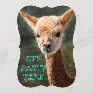 Alpaca-inbjudan Inbjudningar