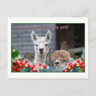 Alpaca-jul Helg Vykort