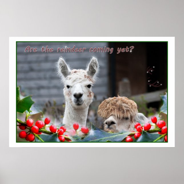 Alpaca-jul Poster (Framsidan)