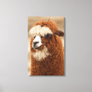 Alpaca-kanvastryck Canvastryck