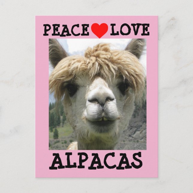 ALPACA KÄRLEK POSTCARDS VYKORT (Framsida)