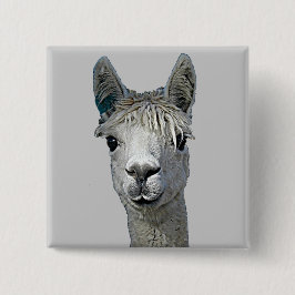 Alpaca Knapp