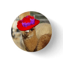 Alpaca knäppas
