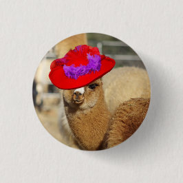 Alpaca knäppas knapp