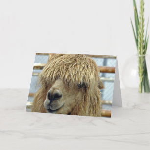 Alpaca Kort