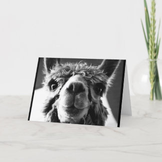 Alpaca Kort