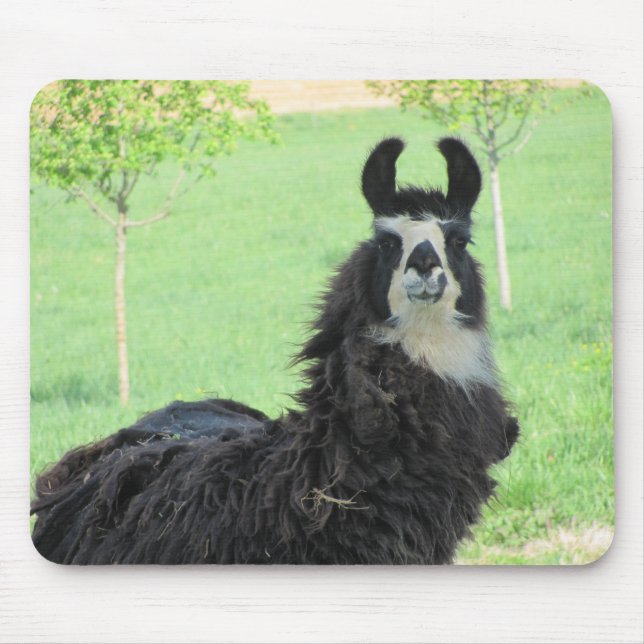 Alpaca Llamamus vadderar Musmatta (Framsidan)