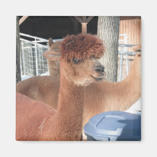 Alpaca Magnet
