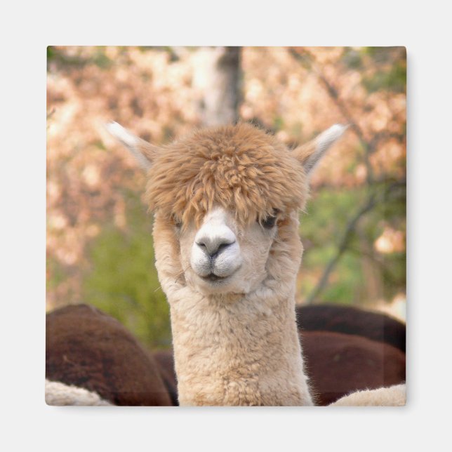 Alpaca Magnet Belle (Framsidan)