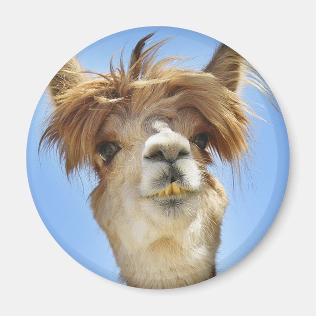 Alpaca med Crazy Hair Magnet (Framsidan)