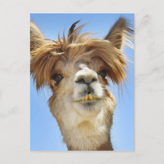 Alpaca med Crazy Hair Vykort