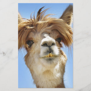 Alpaca med galet hår brevpapper