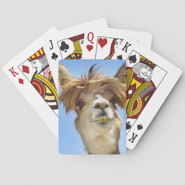 Alpaca med galet hår spel kort (Baksidan)