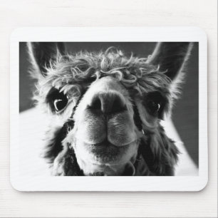 Alpaca Musmatta