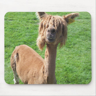 Alpaca Musmatta