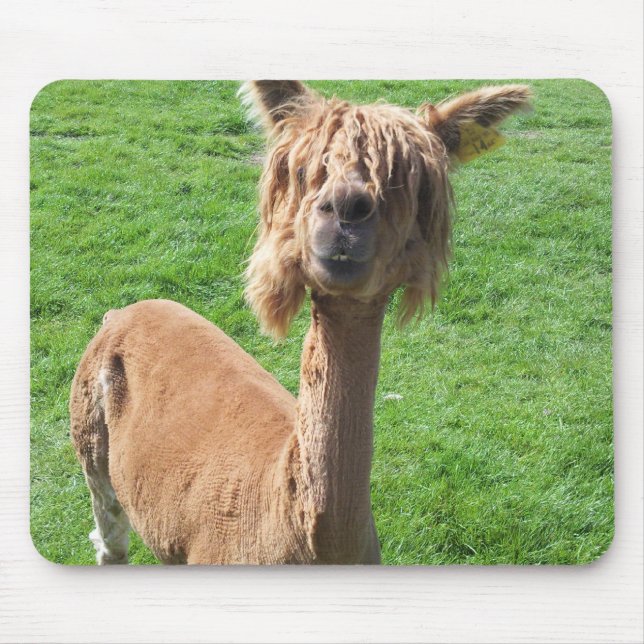 Alpaca Musmatta (Framsidan)