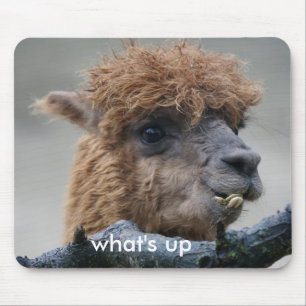 Alpaca Musmatta