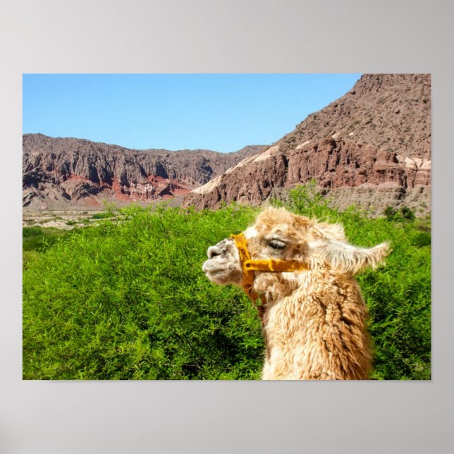 Alpaca Near Salta, Argentina Poster (Framsidan)