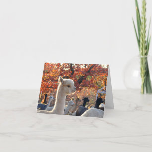 Alpaca Note Cards Elisabetta Kort