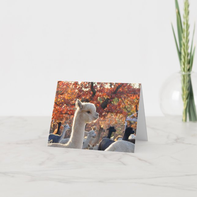 Alpaca Note Cards Elisabetta Kort (Framsida)