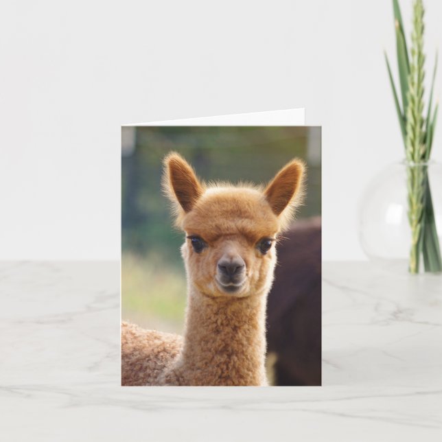 Alpaca noterar kortet kort (Framsida)