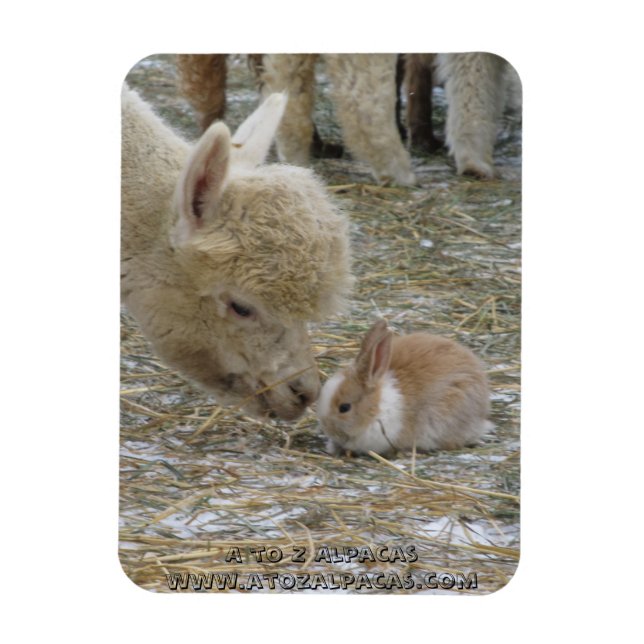Alpaca och Bunny Kisses! Magnet (Vertikal)