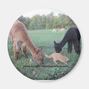 Alpaca och katter magnet