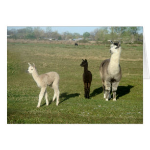 Alpaca och två Cria Hälsningskort