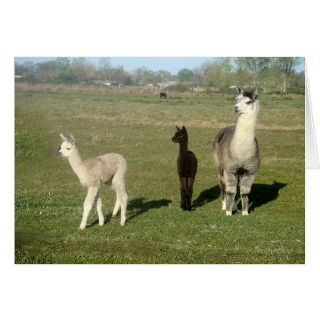 Alpaca och två Cria Hälsningskort (Framsidan Horizontal)