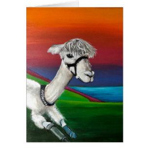 Alpaca - på torsdag får du ett bra kort med artike
