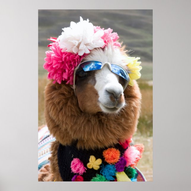 Alpaca, Pachacoto, Cordillera Blanca, Ancash Poster (Framsidan)