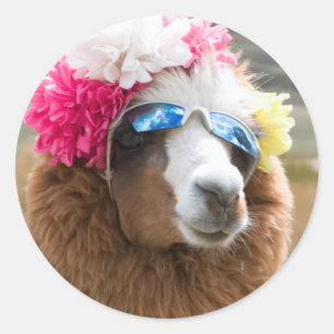 Alpaca, Pachacoto, Cordillera Blanca, Ancash Runt Klistermärke