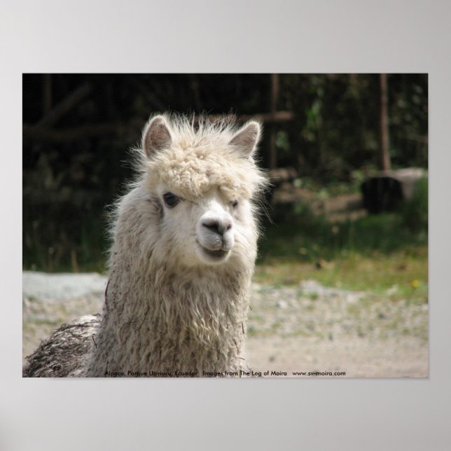Alpaca, Parque Llaviucu, Ecuador Poster (Framsidan)