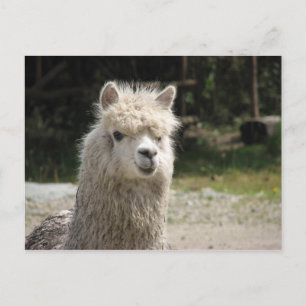 Alpaca, Parque Llaviucu, Ecuador Vykort