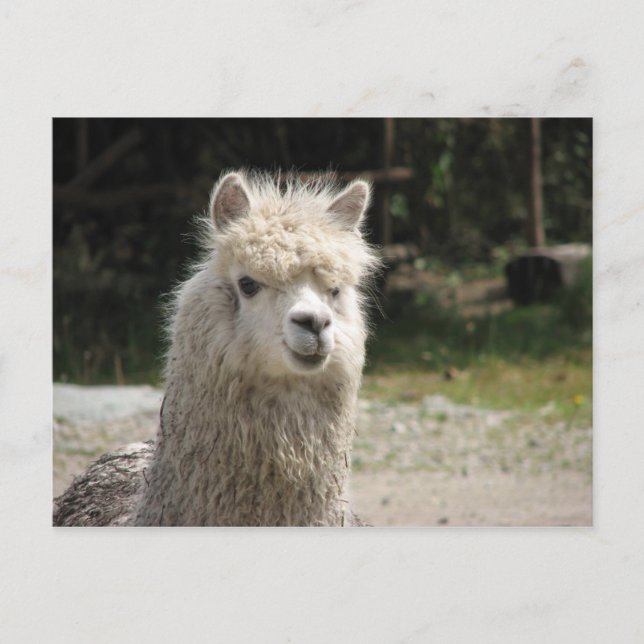 Alpaca, Parque Llaviucu, Ecuador Vykort (Framsida)